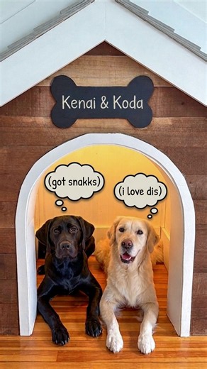 I Took My Dogs to a Luxury Dog Hotel!