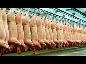 A Modern Pig Farm - The Fresh Pork Production Process (Full Process)