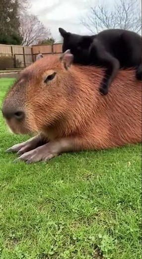 A cat playing with a capybara, a cute duet from the garden! #capybara #cat #pets #viral #omg