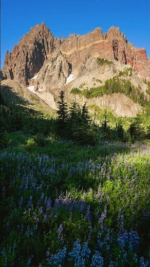 Wildflower Meadow Sunrise On Three Finger Jack, Oregon