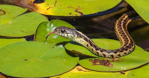 Do Garter Snakes Eat Fish from Your Pond? - About Backyard