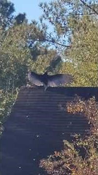 Sunbathing Vultures!