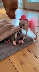 455K views · 17K reactions | The Blanket Battle: Newborn Puppy vs. Mischievous Older Sister! #rescue #animals #dog #usareels This video was produced by Network Media and Blue-X Studio | The Imaginary Art Exhibit | Facebook