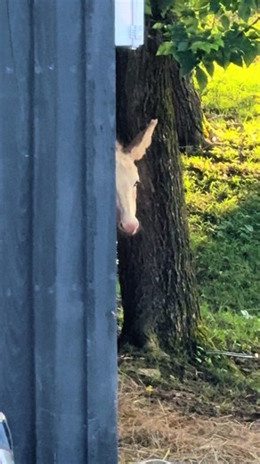 Bunny Ranch: Where Adorable Bunnies Abound