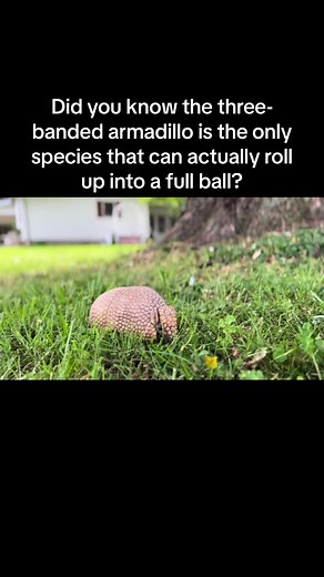 Meet Tank the Three-Banded Armadillo at Paws and Claws Animal Encounters!