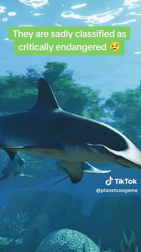 Hammerhead Shark Facts: 360° Vision, Schools, Migration & Conservation