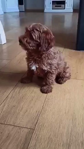 Adorable Maltipoo and Havapoo Funny Baby Poodle Toy Compilation