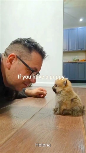 The first advice for you having a small puppy ❤️#Shorts#Puppies