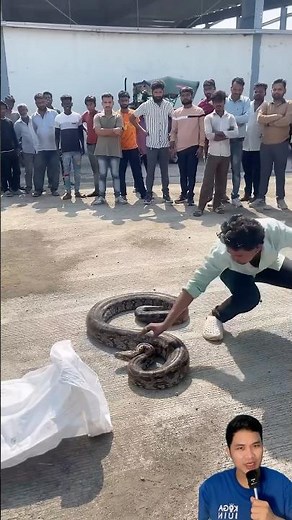 Authorities capture a reticulated python that crawled into a company. #snake #cobra