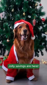 🎄✨ 𝗝𝗼𝗹𝗹𝘆 𝗦𝗮𝘃𝗶𝗻𝗴𝘀 𝗮𝗿𝗲 𝗵𝗲𝗿𝗲! ✨🎄 Toys, treats & gifts for every pet (and every budget!) 🎁🐶🐱🐾 From stocking stuffers to big surprises, make this Christmas extra special for your furry friend 💚 👉 Shop now & spread the festive cheer! | Budget Pet Products