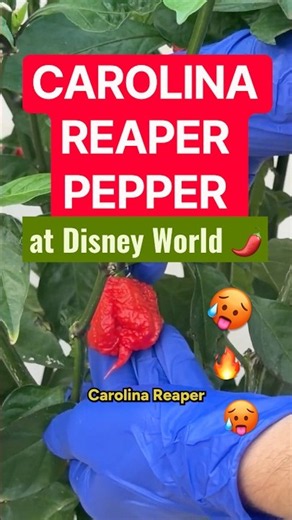 Agricultural science cast members spice up the Food & Wine Festival 🌶️ #LivingWithTheLand #EPCOT