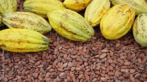 Yellow cacao pods on drying fermented cocoa beans, raw chocolate ingredient
