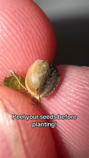 Peeling a fem seed!