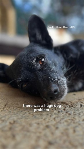 She's helped thousands of dogs in Bulgaria 🐶❤️ | BBC York