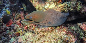 How Fish Developed Electric Organs and What it Means for Human Disease | Plants And Animals