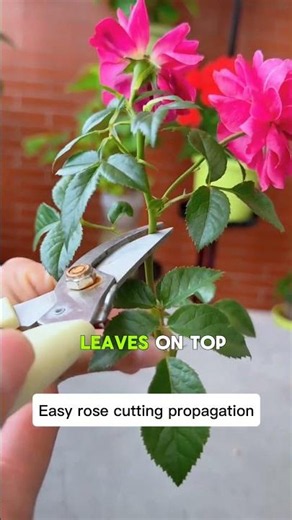 Easy way to grow abundant roses from cuttings #shorts #agriculture #homegardening
