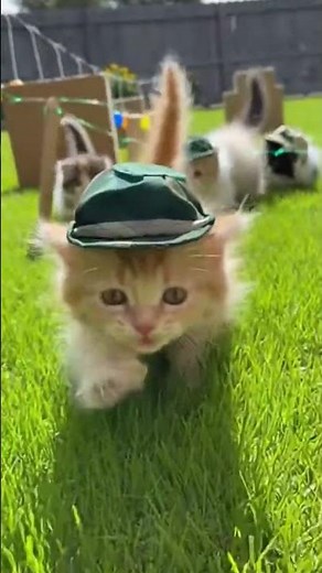 Kittens Tackle Army Obstacle Course – Hilarious Cute! 🐱🏅 Feline Boot Camp #CatArmy #fun #fyp