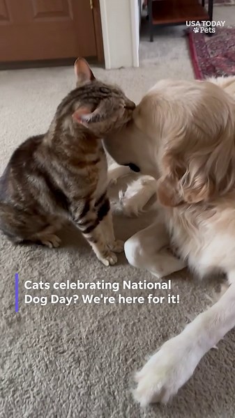 Cat melts hearts licking family dog's face in sweet moment
