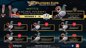 OPEN NOW FOR BIDS LOT 6 FAVORITE COWGIRL DV22-02289-1945 BLUE PIED HEN ORIGINAL MATTIS RACING PIGEONS WITH RIK HERMANS GRANDCHILD "FAVORIETJE" 4TH BELGIAN ACE PIGEON ALLROUND WORLD BEST PIGEON 2019 GREAT GRANDCHILD "COW GIRL" https://www.featherselitepigeonauctions.com/auction/455/item/favorite-cowgirl-dv22-02289-22-1945-15636/ | Feathers Elite Pigeon Auctions | Facebook