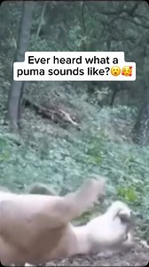 1.3M views · 10K reactions | Pumas, also known as cougars or mountain...