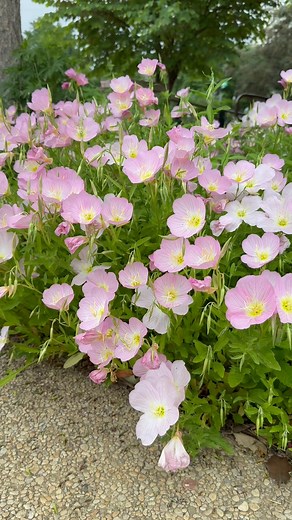 The delicate pink blossoms of evening primrose (Oenothera speciosa) have been basking in the nice spring weather. Native to the central United States to Mexico, this perennial wildflower has fragrant pink to white flowers that open in the evening until early morning. Flowers in the southernmost part of its range open during the daytime, however. Each flower lasts just a single day. | U.S. Botanic Garden