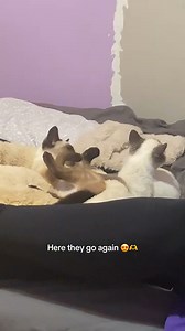 Siamese Cats The Ultimate Guide to Energetic Feline Fun! ??