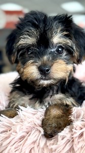Meet Bella: 2 pounds of fluff, 100 pounds of personality  #toyhavapoo #havapoo #havapoopuppy #teacuppuppy #PetlandBradenton #PetlandPuppy #PuppyLove #BradentonPets #BradentonDogs #PuppyGram #DogsofInstagram #DogsofTikTok #BradentonLife #FurryFriend #ILoveMyDog #PetLovers #BradentonLocal #CutenessOverload | Petland Bradenton | Facebook