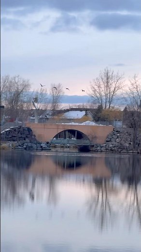 [Goose Story] 23, A spectacular formation flight performance! 👍😄🤣 #nature #birds #canada #goose