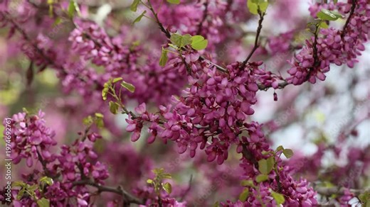 blossoms of Cercis siliquastrum (Judas tree) in spring