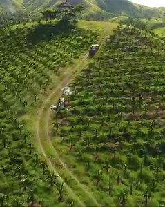 7.9K views · 260 reactions | EXPLORE UBAY, BOHOL #Philippines #travel #kasingkasingbolanon Follow Laagang Uyab Vlogs (ctto): https://www.facebook.com/Laaganguyabvlogs/ Subscribe:  https://youtube.com/channel/UC5r_pIvC_11hF2TXXhr-UGw | The Bohol Monitor | Facebook