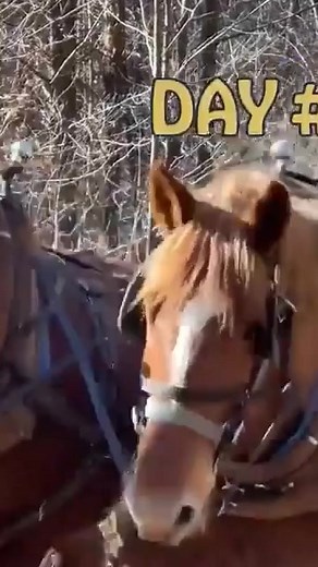 Logging The Old Way With Draft Horses In The Virginia Mountains #reels | Out of the Woods Forestry