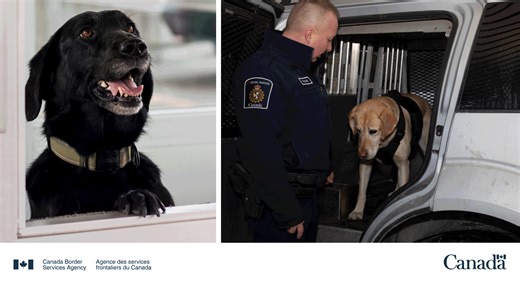 12K views · 362 reactions | CBSA K9s help intercept firearms, drugs and other contraband, and play a key role in Canada’s Border Plan to strengthen security: https://www.canada.ca/en/public-safety-canada/news/2024/12/government-of-canada-announces-its-plan-to-strengthen-border-security-and-our-immigration-system.html Thank you to our detector dog teams, past and present, for keeping Canadians safe. #K9VeteransDay | Canada Border Services Agency | Facebook