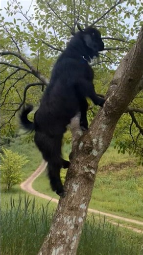 Crazy Dancing Goat Climbs Tree & Keeps Dancing In Role Rale Chale 😱🌳 | Funniest Animal | #shorts