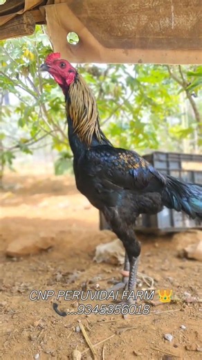 CNP PERUVIDAI FARM 👑😍