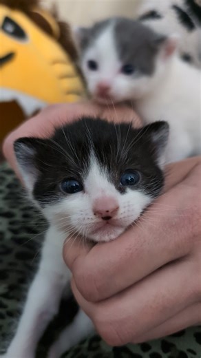 My jealousy when my wife @vikafromthebloc has earned our spicy mama cat's trust before I have. Plus a close look at our #theoffice themed #foster #kittens Jim & Pam. #vokra #catlovers | Michael Sheldrake