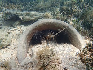 St. Thomas Snorkeling Tours (Plus Best Beaches for Snorkeling!)
