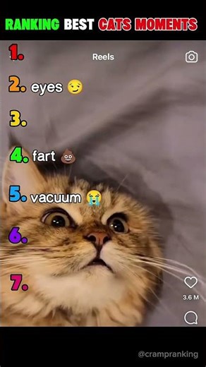 Ranking Cat Moments 🐱