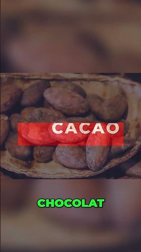 La fabuleuse histoire du cacao : de la culture à la dégustation du chocolat