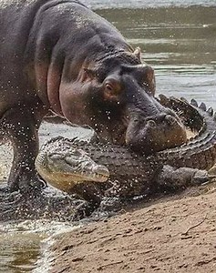 27 Moments Animals Attacking Other Animals Caught on Camera 🦁vs🦌 | Animals Life