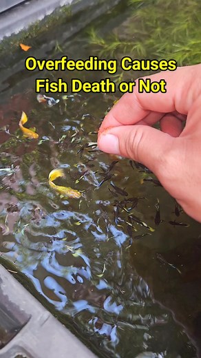 Can overfeeding causes fish death or not #guppy #guppyfish #fishkeeping #viral #trending | Albert's Guppy Adventure