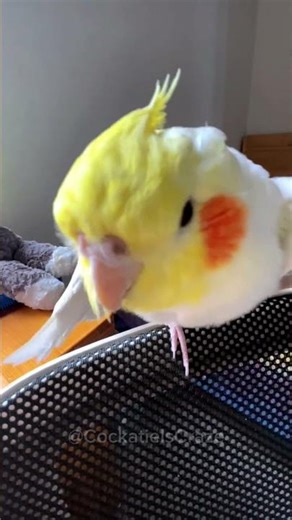 Charming moments of a playful cockatiel 🤗🥰🦜 #cockatielscraze
