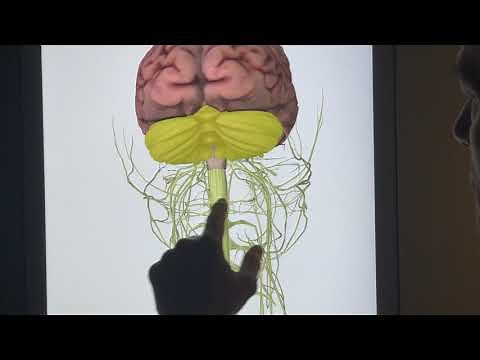 The Atlas Subluxation by Dr. Middleton