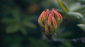 How to Encourage Azaleas to Bloom