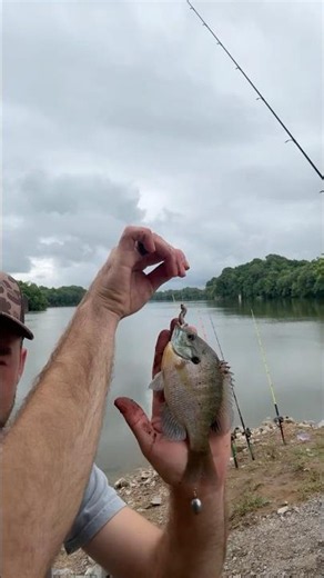 Big ole forehead #fishing #bluegill #reels