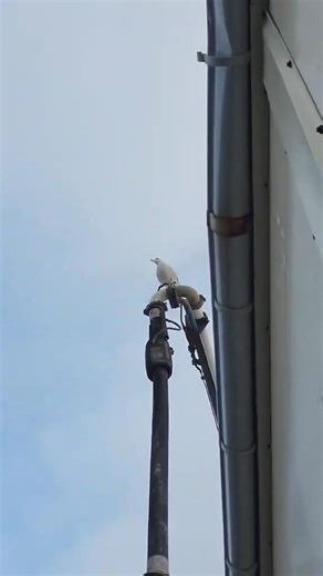 Ikke hver dag man har en måse som kontrollør under betongpumping! 😂 Men det skjedde denne uka på Træna, vakkerøya. 😍 Robert (aka.Rk-bil) filmet begivenheten mens jeg pumpet betong til en drager under kaia til Træna Sjømat, Infrakon var vår oppdragsgiver her. God helg til dere alle! ❤️ | Solid Betong a/s