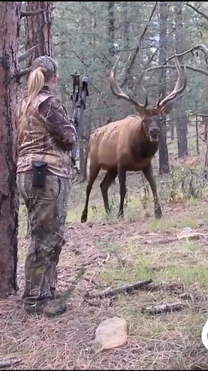Close Rang Elk Bow Hunting. #elk #hunting #bowhunting