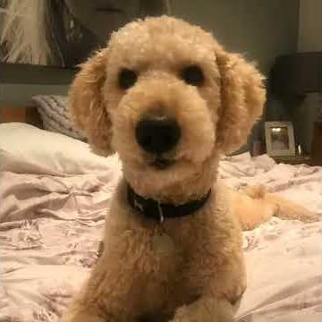 Funny dog talking about coronavirus