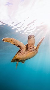 14K views | Who knew turtles can fly? When the wind is low the ocean surface is calm and under the surface the light penetrates it and creates these miraculous light rays. These rays are ideal for illuminating turtles and bringing out all their beautiful details. It creates this dreamy effect where it almost looks like they’re flying. Which photo is your favourite? #turtle #wildlifephotography #sonyalpha #nature | Ross Long Photo | Facebook