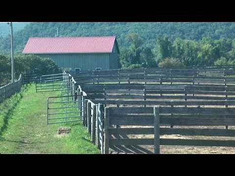 Pennwoods Percherons