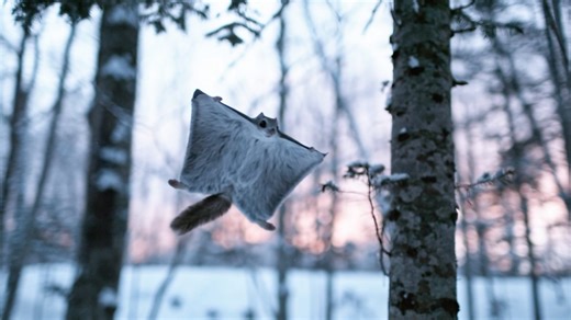 Siberian squirrels: Learning to fly